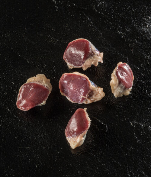 Gizzards
