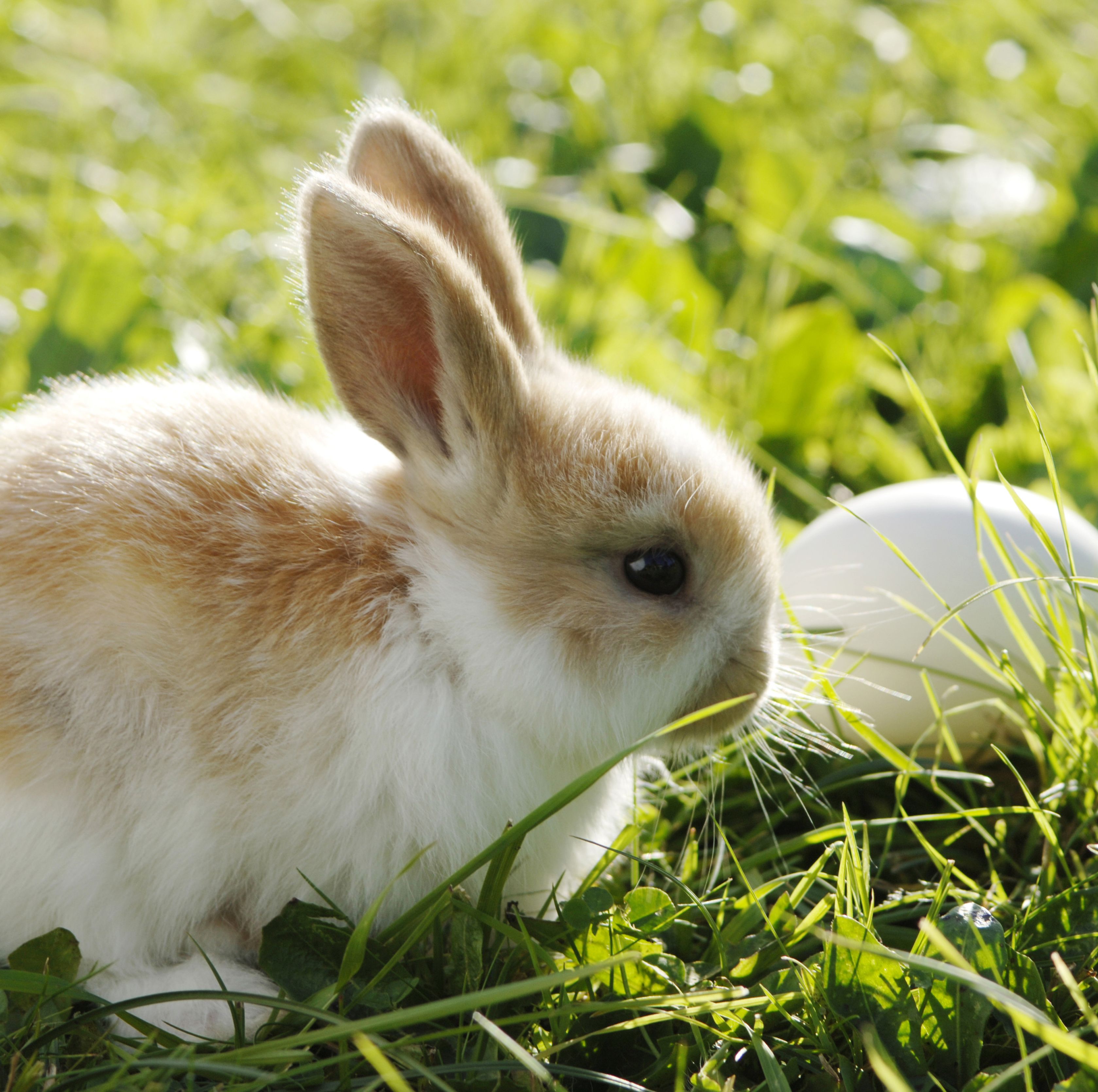 Easter Facts Bunny Sitting In Grass with White Eggs Easter Facts Bunny Sitting In Grass with White Eggs