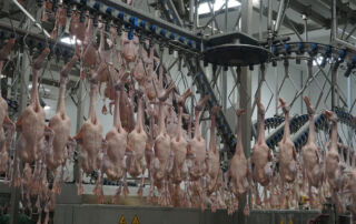 JJS duck poultry processing
