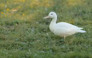 white pekin duck